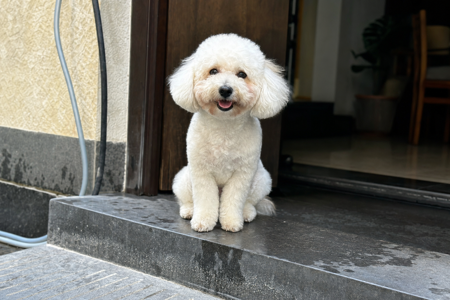 Freshly groomed fluffy white dog sitting on a doorstep after a mobile bath service