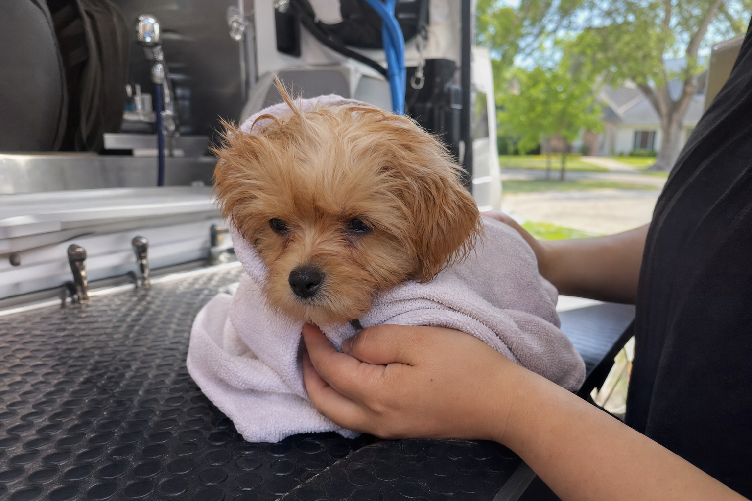 Puppy wrapped in a towel looking calm after its first bath in a mobile grooming van
